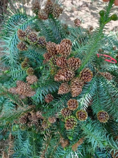 Hanoians keen to buy fresh pine trees as Christmas comes near - ảnh 7